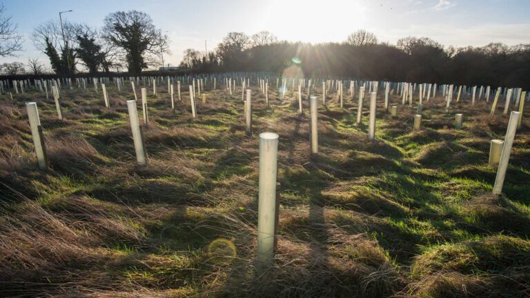 Celebrating Earth Day and over 750,000 trees planted by our team since 2016